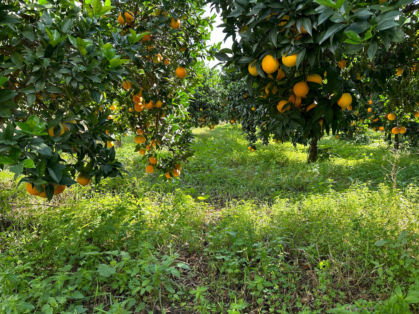 Partualla - Orange Novellino