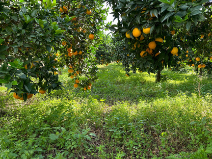 Partualla - Orange Novellino